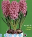 hyacinth Pink Pearl.jpg